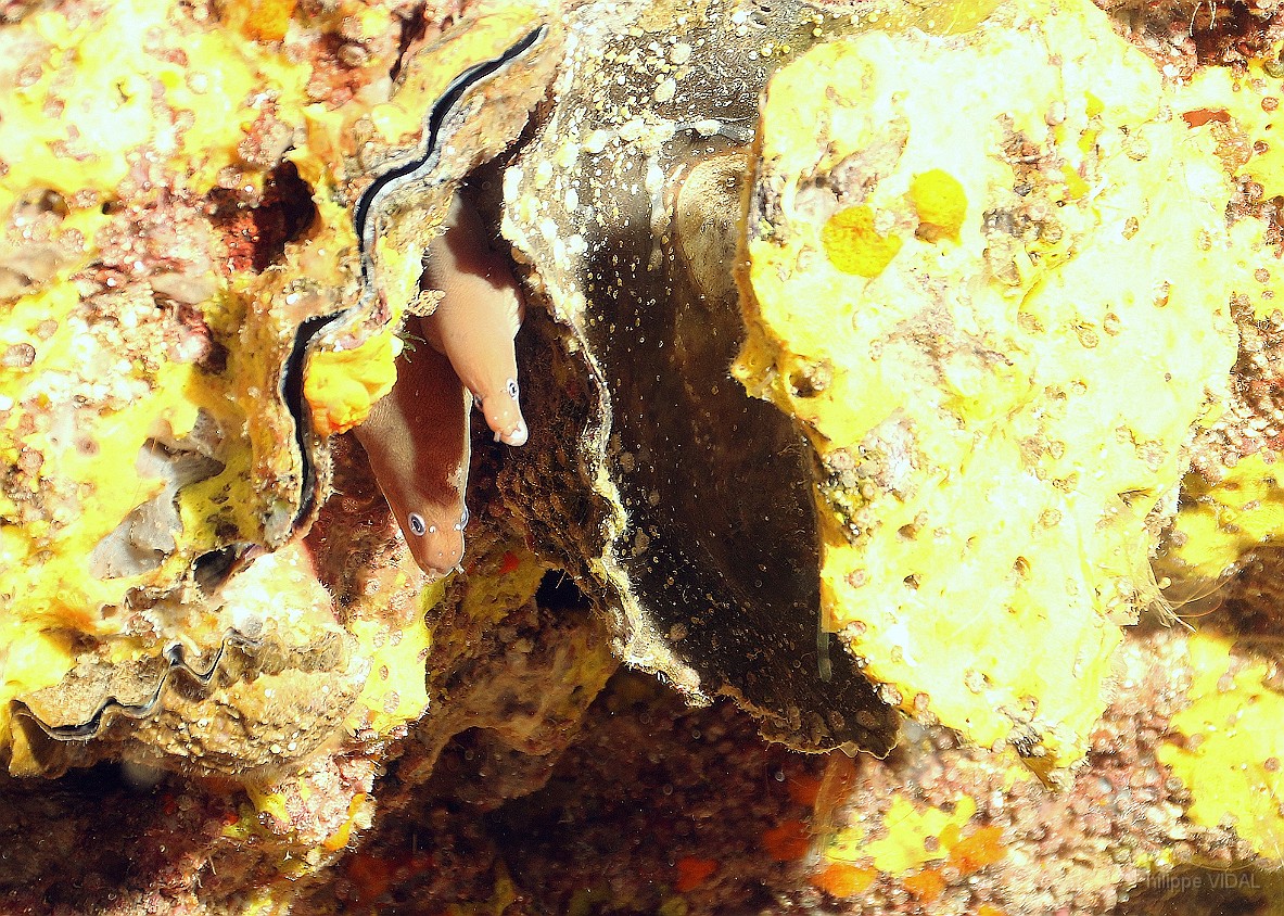 Thailand 2015 - Ko Tao - Murene a oeil blanc juveniles- Siderea thysoidea _IMG_3536_rc.jpg